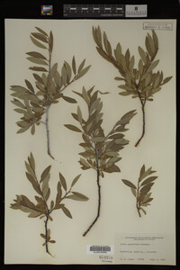 Salix geyeriana image