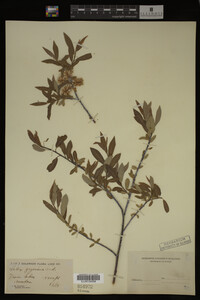 Salix geyeriana image