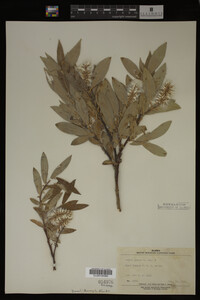 Salix glauca image