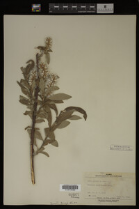 Salix glauca image
