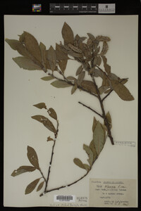 Image Associated With the Occurrence