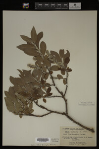 Image Associated With the Occurrence