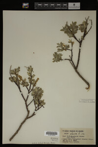 Image Associated With the Occurrence