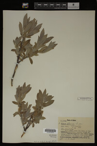 Salix glauca image