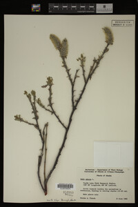 Salix glauca image