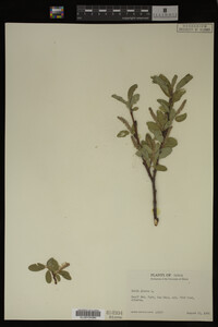 Image Associated With the Occurrence