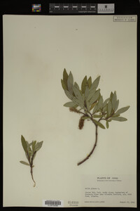Image Associated With the Occurrence
