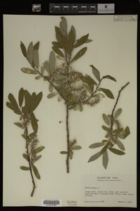 Salix glauca image