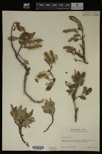 Salix glauca image