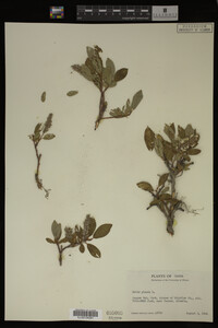 Salix glauca image