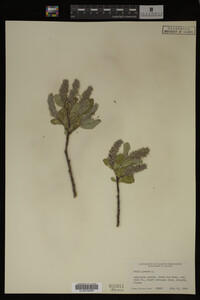Image Associated With the Occurrence