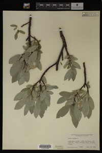 Salix glauca image