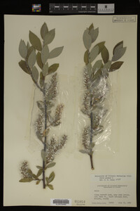 Image Associated With the Occurrence