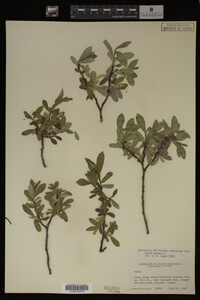 Salix glauca image