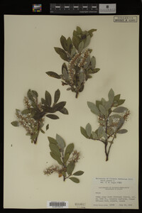 Image Associated With the Occurrence