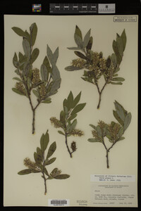 Image Associated With the Occurrence