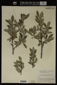 Salix glauca image