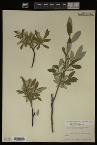 Salix glauca image