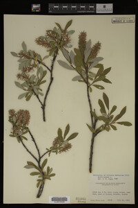 Salix glauca image