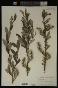 Salix glauca image
