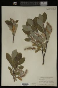 Image Associated With the Occurrence