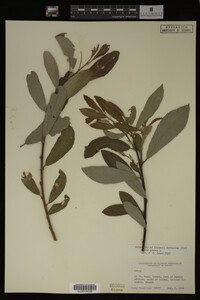 Salix glauca image