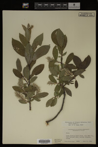 Image Associated With the Occurrence