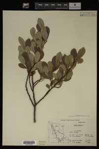 Image Associated With the Occurrence
