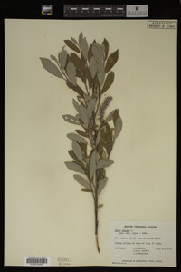 Salix glauca image