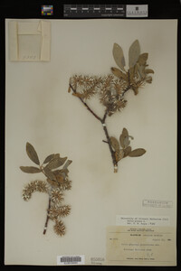 Salix glauca image