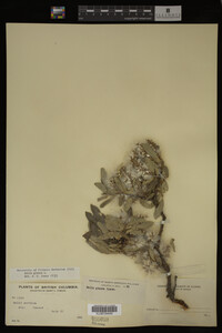 Image Associated With the Occurrence