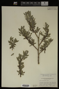 Image Associated With the Occurrence