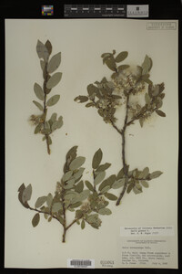 Image Associated With the Occurrence