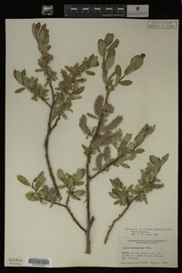 Image Associated With the Occurrence