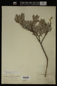 Salix glauca image