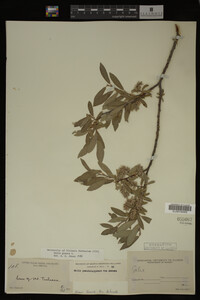 Image Associated With the Occurrence