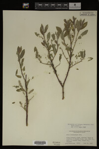 Image Associated With the Occurrence