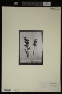 Salix glauca image
