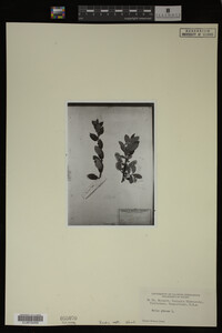 Image Associated With the Occurrence