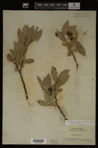 Image Associated With the Occurrence
