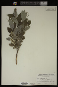 Salix glauca image