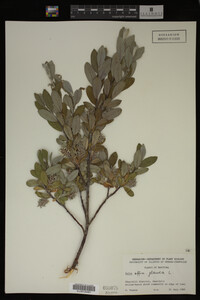 Salix glauca image