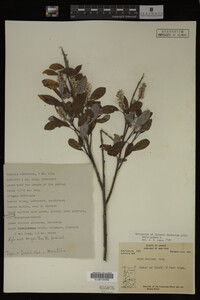 Image Associated With the Occurrence