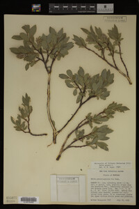 Image Associated With the Occurrence
