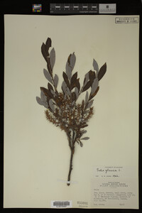 Salix glauca image