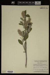 Salix glauca image