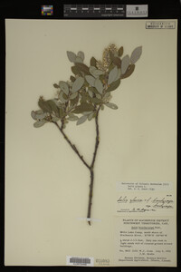 Salix glauca image