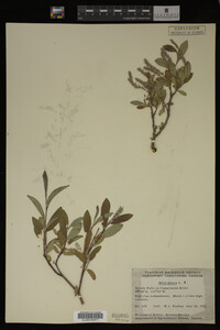 Salix glauca image