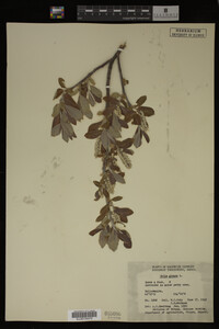 Salix glauca image