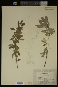 Image Associated With the Occurrence